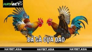 Hướng dẫn luật chơi đá gà cựa dao HAYBET chi tiết