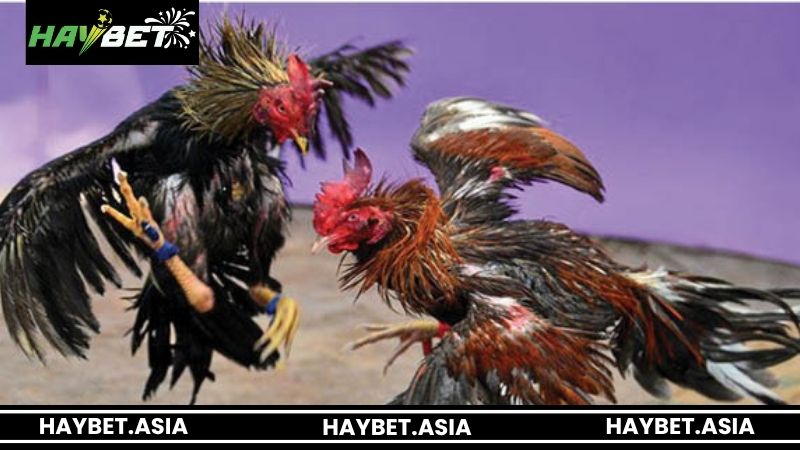 Những kinh nghiệm đặt cược đá gà cựa dao HAYBET hiệu quả
