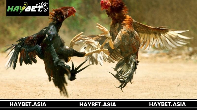Tìm hiểu về đá gà cựa dao HAYBET